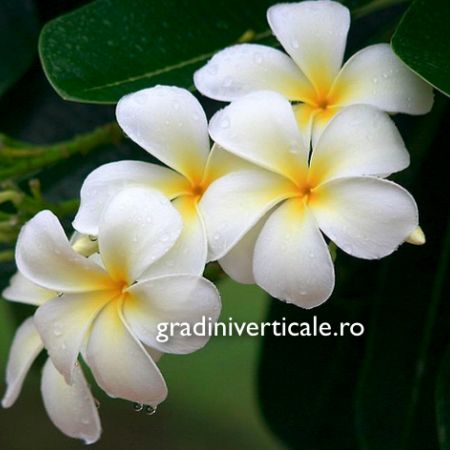 Plumeria